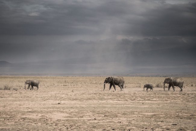 Amboseli Elephants Amboseli Elephants