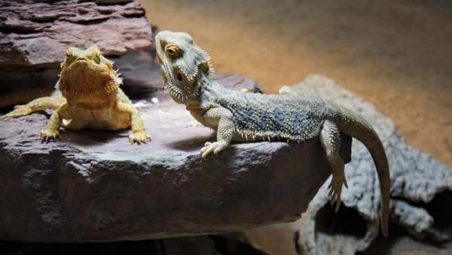Bearded Dragons