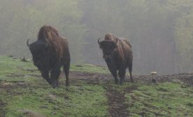 Kanatha-Aki's threatened wood bison