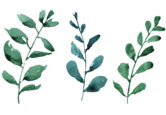 Leaves collected from a walk