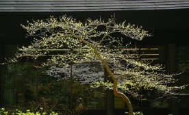 Spring Buds Asian Studies Center UBC